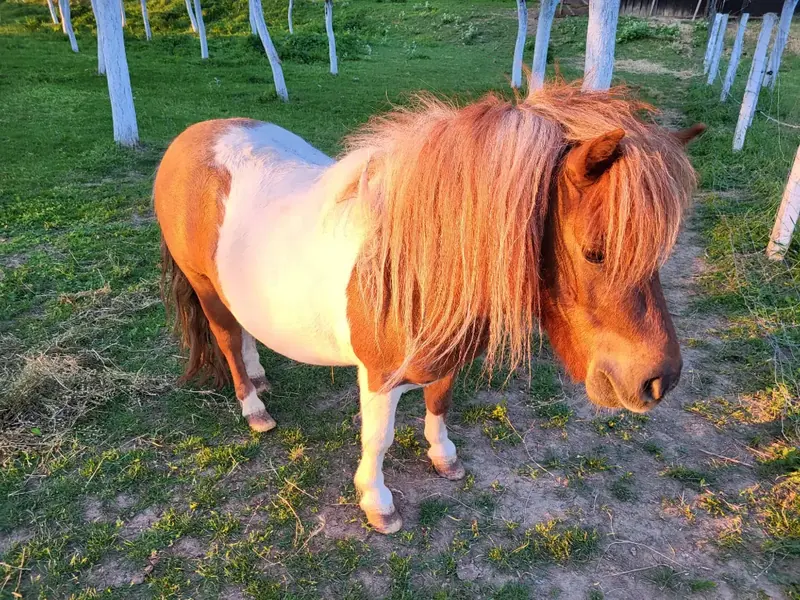 Ponei roșcat la Ferma Zooland Sâmbăteni